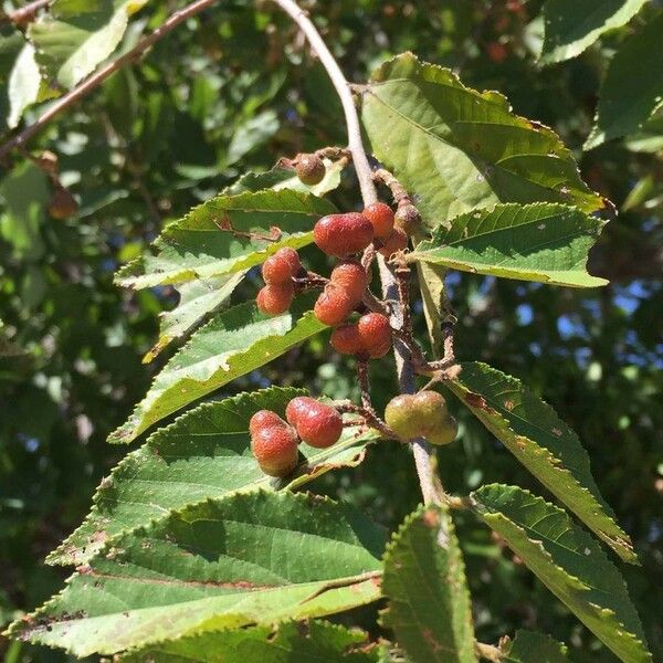 Grewia flavescens Froito