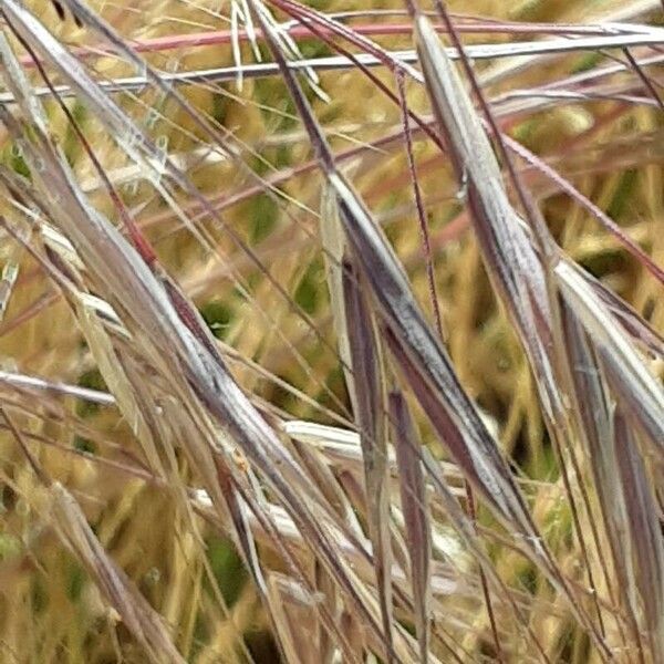 Bromus diandrus Cvet