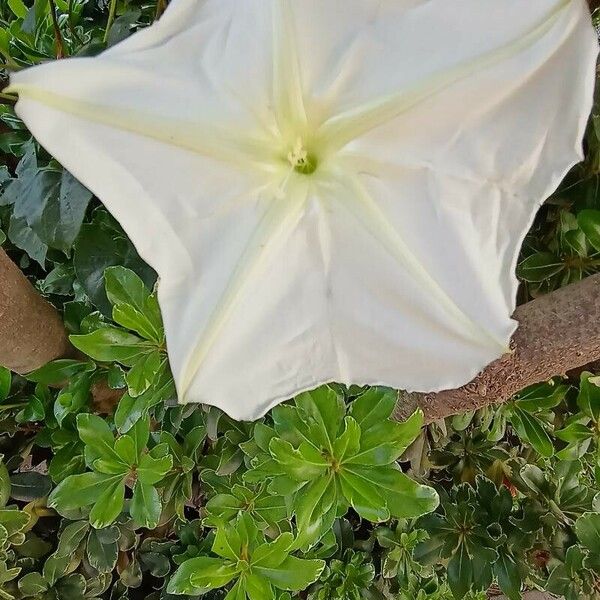 Ipomoea alba Fiore