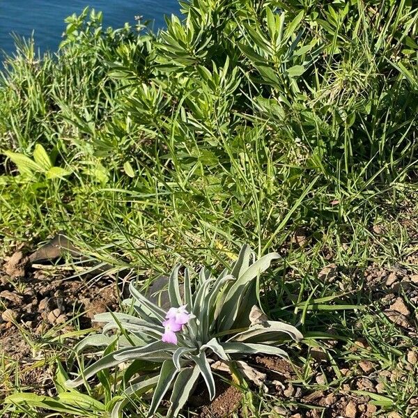 Matthiola maderensis Floro