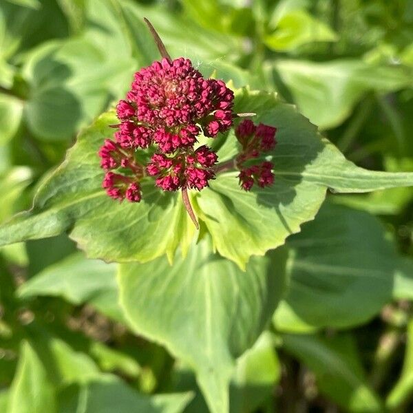 Valeriana rubra Virág