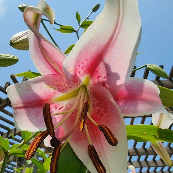 Lilium speciosum Fleur