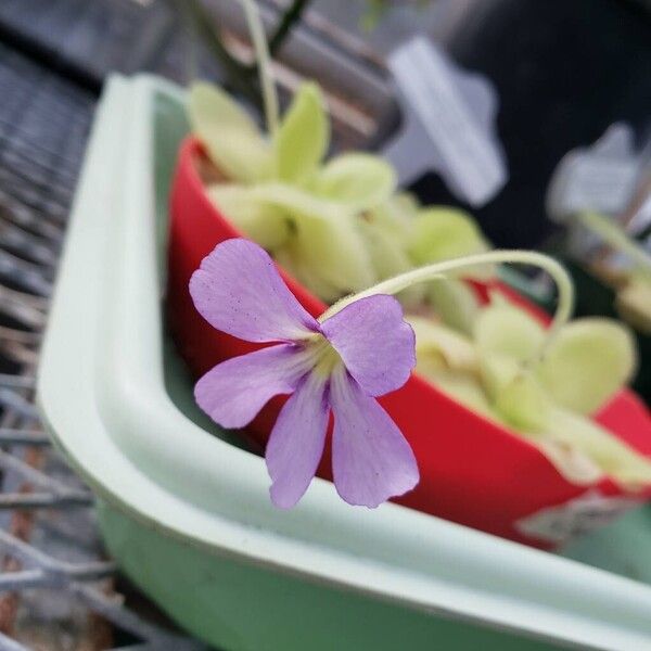 Pinguicula moranensis Květ