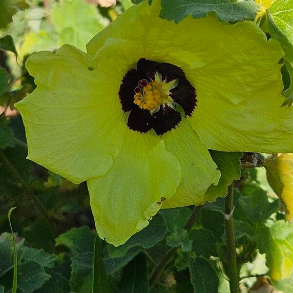 Hibiscus calyphyllus Blomst