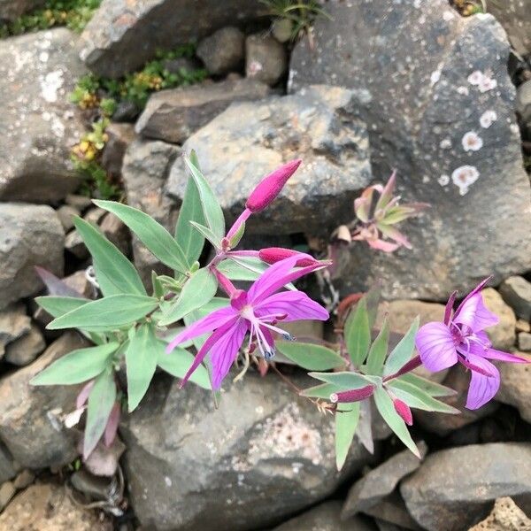 Epilobium latifolium Blodyn