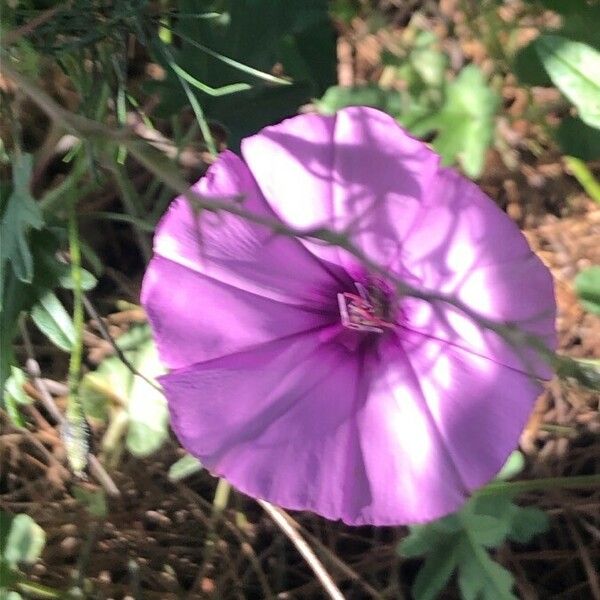 Convolvulus althaeoides Blomst