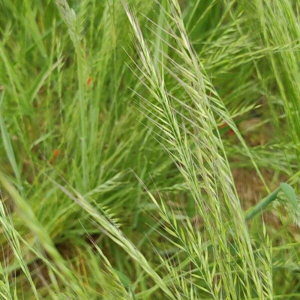 Festuca bromoides Leaf