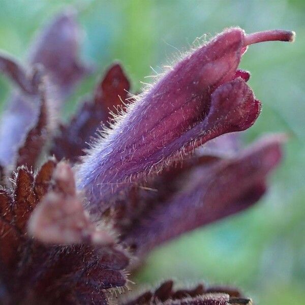 Bartsia alpina Λουλούδι