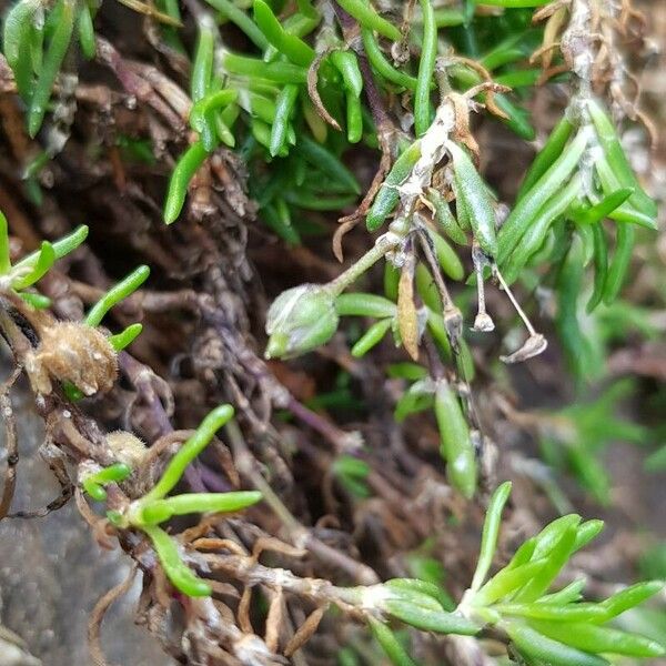 Spergularia marina Other