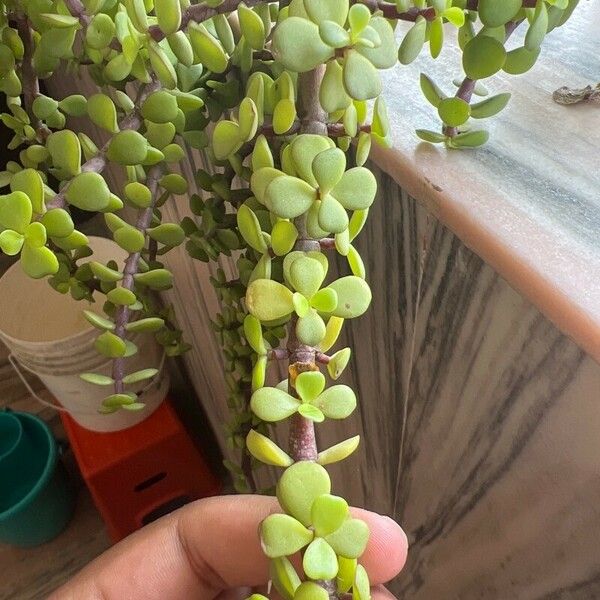 Portulacaria afra Blad