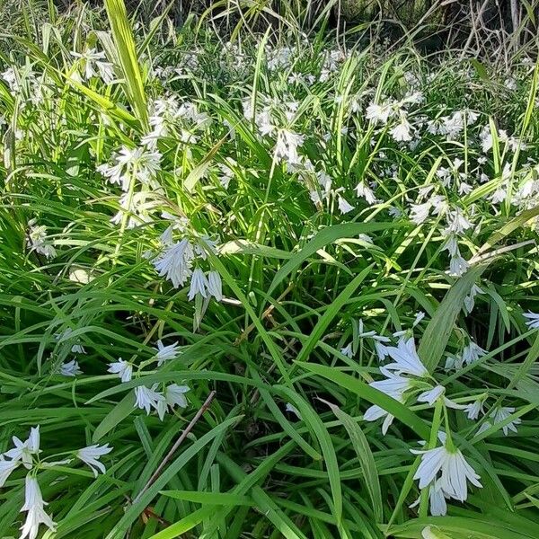 Allium triquetrum Yeri