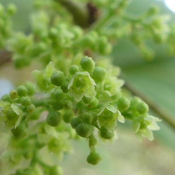 Searsia longipes Flor