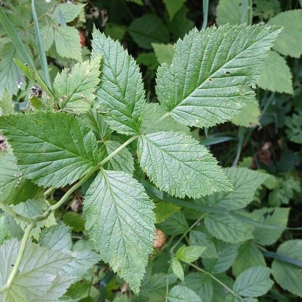 Rubus idaeus Leaf