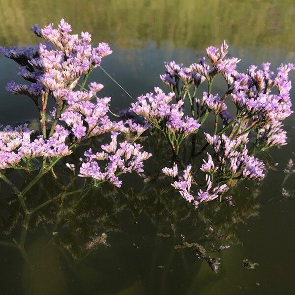 Limonium vulgare Habitus