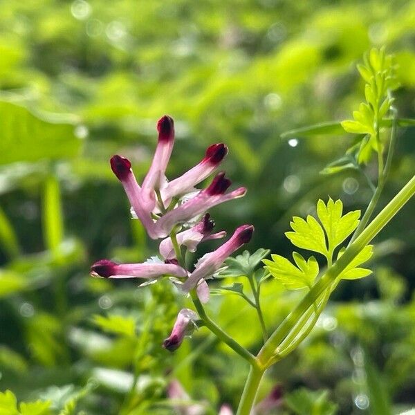 Fumaria muralis Φύλλο