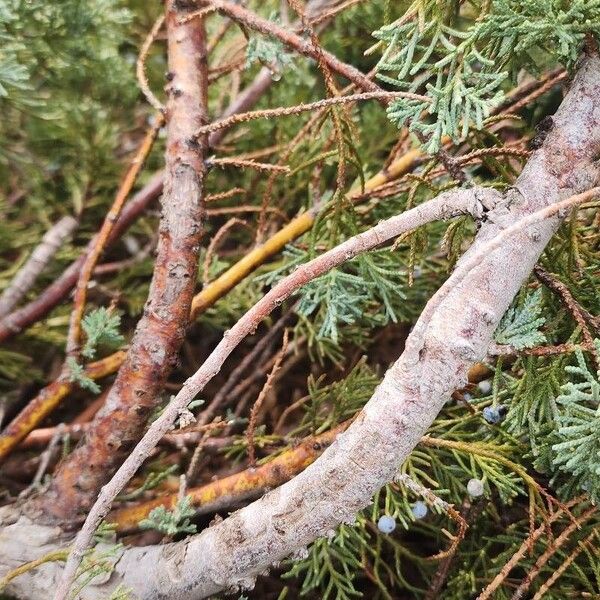 Juniperus horizontalis Kabuk