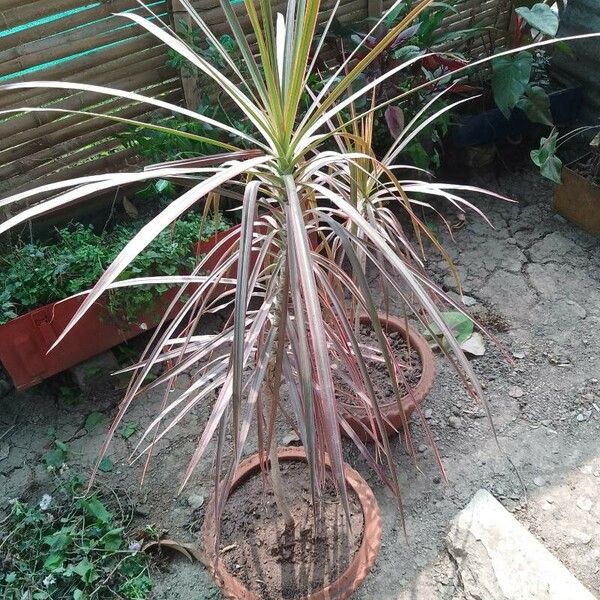 Dracaena reflexa 葉