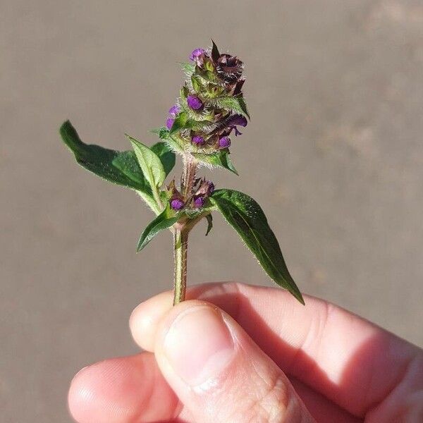 Prunella vulgaris Flower