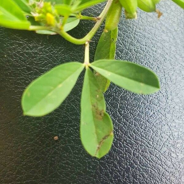 Crotalaria pycnostachya 叶