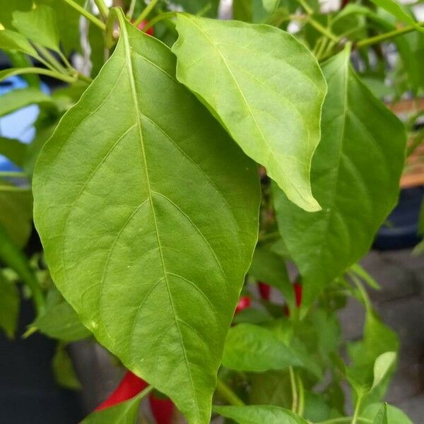 Capsicum annuum Leaf