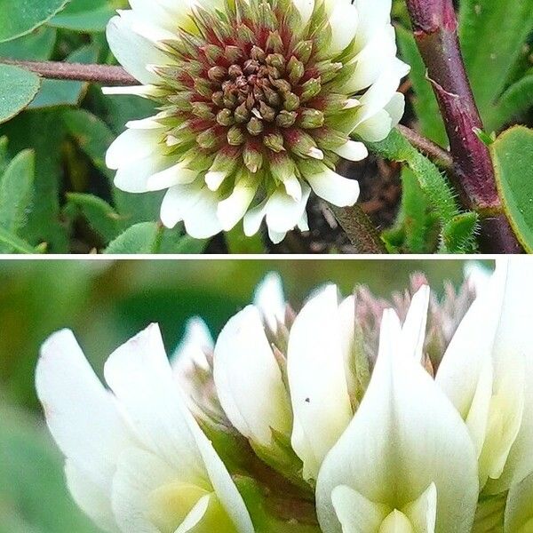 Trifolium occidentale Kvet