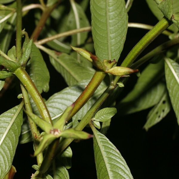 Ludwigia octovalvis Frunză