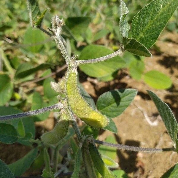 Glycine max Fruit