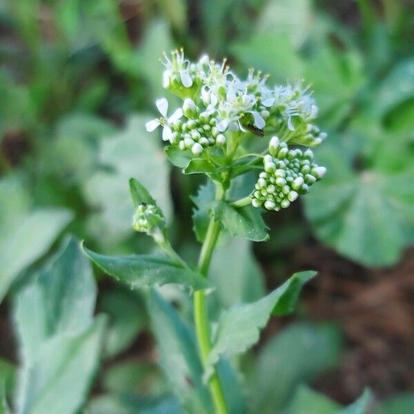 Lepidium draba Flower