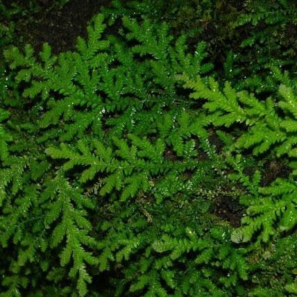 Selaginella flagellata