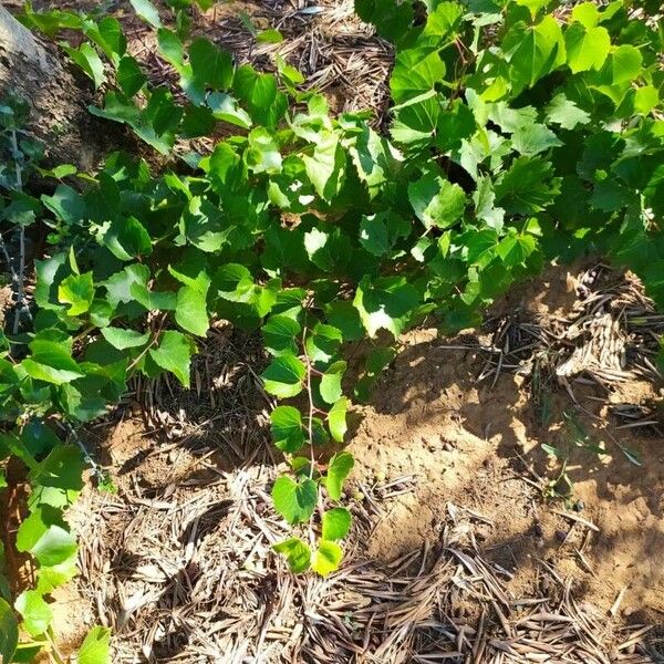 Vitis rupestris Foglia