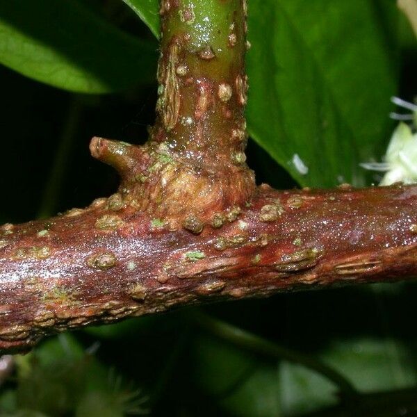 Trichostigma octandrum Kôra