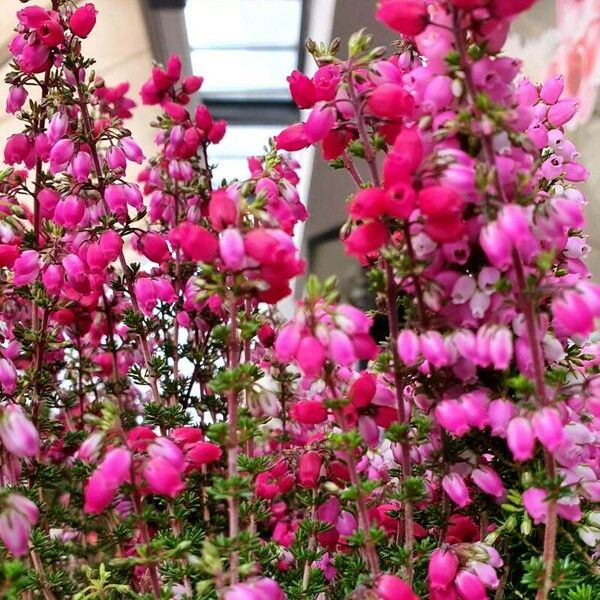 Erica cinerea Flor