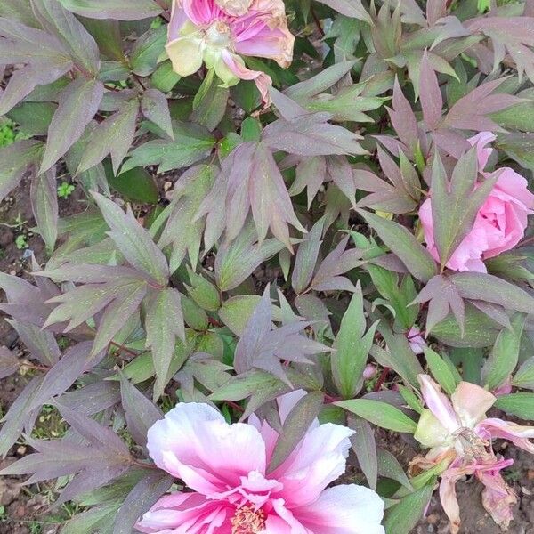 Paeonia × suffruticosa Habitatea