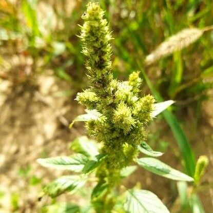 Amaranthus retroflexus Цвят