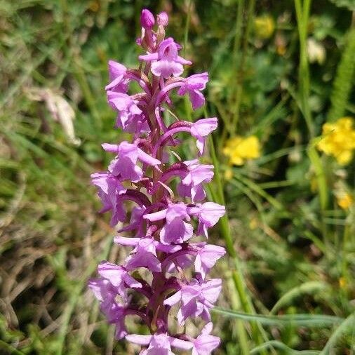 Gymnadenia conopsea Blomst