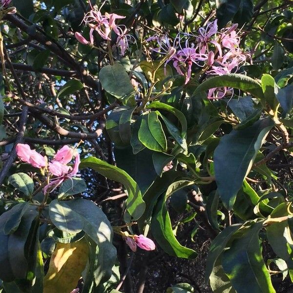 Calodendrum capense Blomma