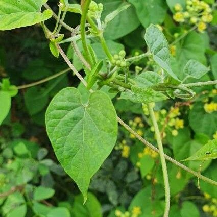 Cynanchum insipidum Leaf