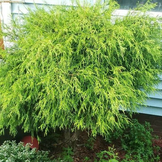 Thuja occidentalis Habit