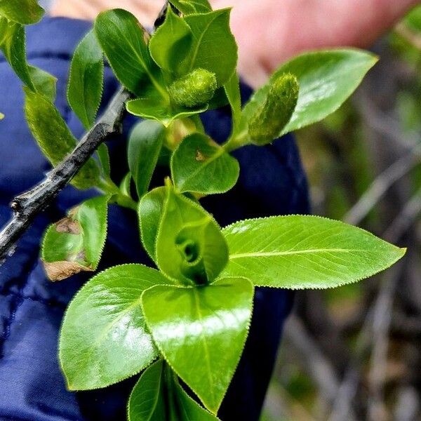 Salix pentandra ഇല