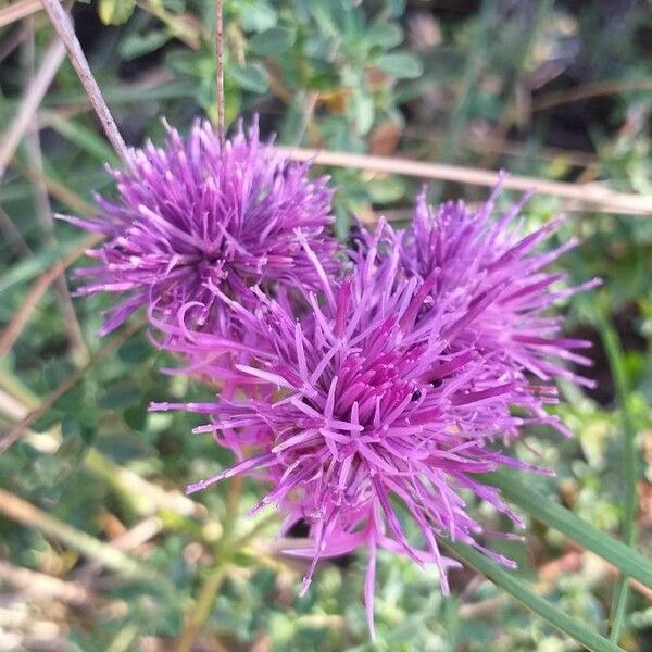 Centaurea scabiosa फूल