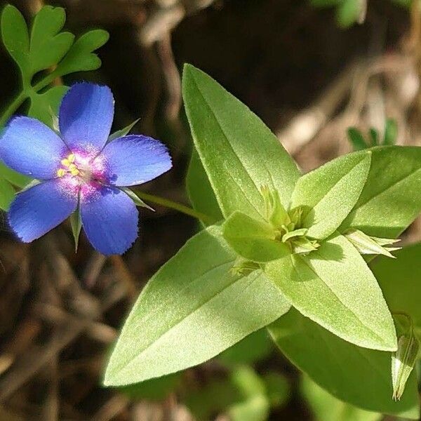 Lysimachia foemina 花