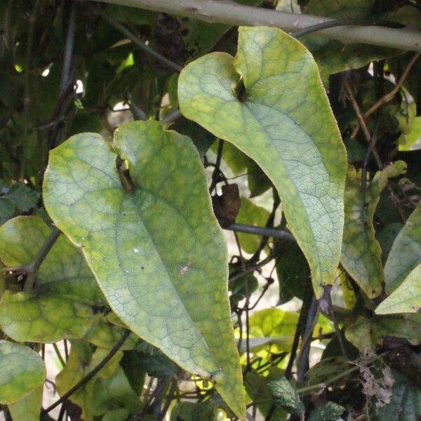 Aristolochia sempervirens Ліст