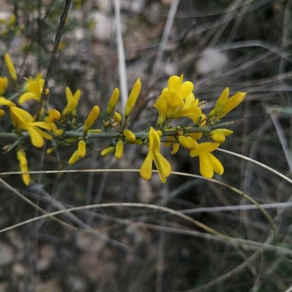 Genista scorpius Blomma