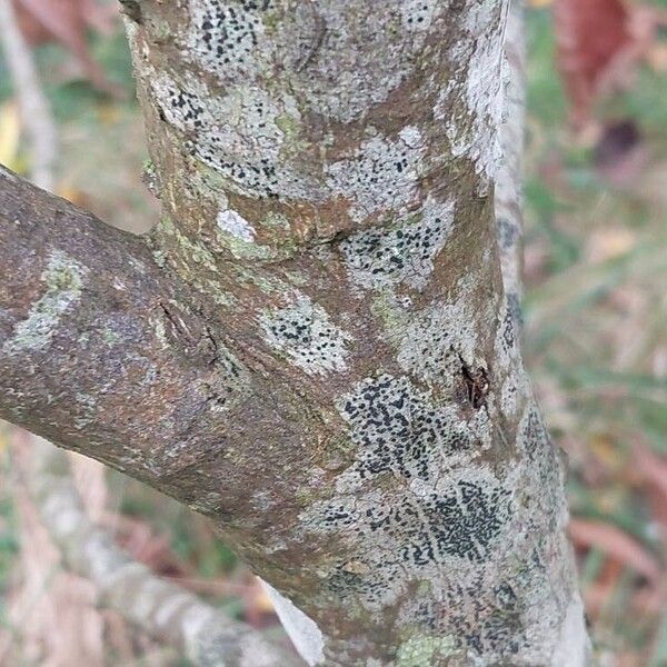 Carya ovata Φλοιός