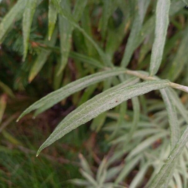 Anaphalis margaritacea Feuille