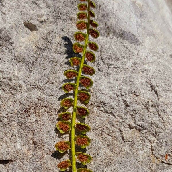 Asplenium viride Kwiat