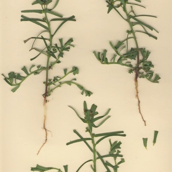 Euphorbia dracunculoides