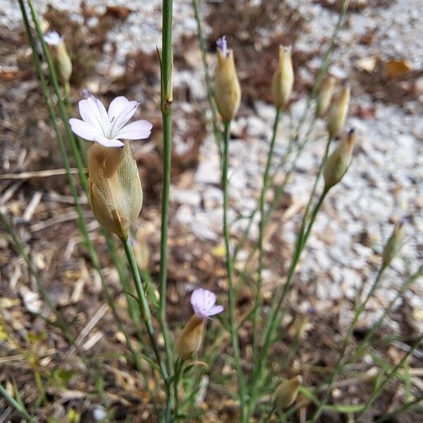 Petrorhagia prolifera Flor