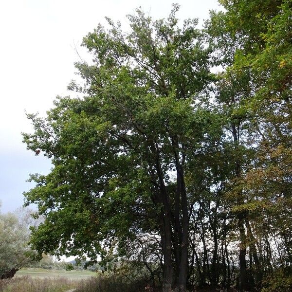 Quercus robur आदत