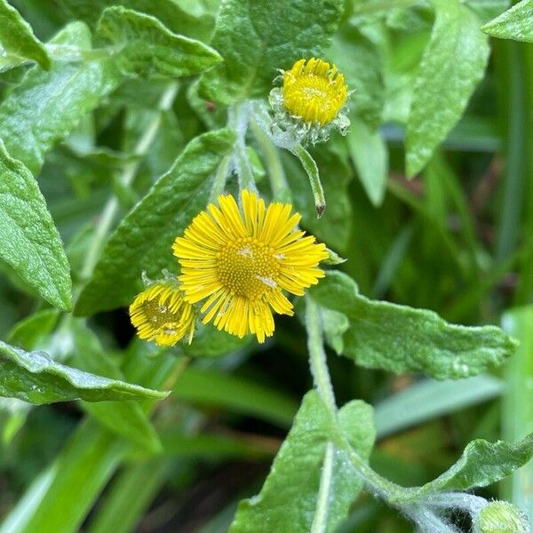 Pulicaria vulgaris Blomst